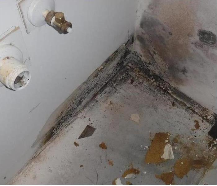 mold on floor