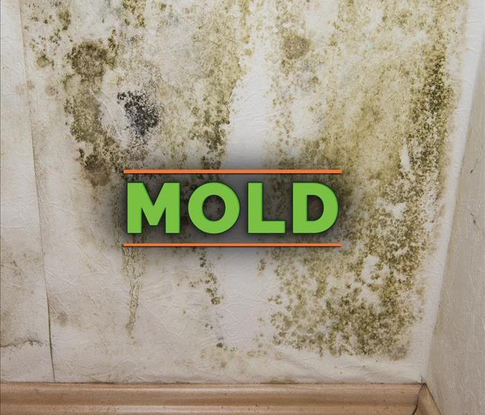 Green mold growth on wall