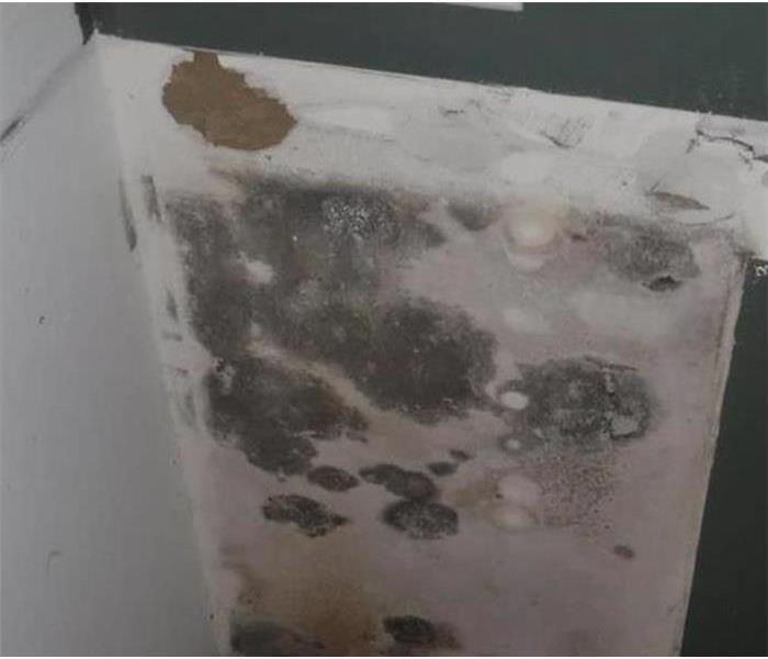 a wall with mold growth after a flood